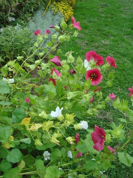 Malope trifida 'melange'